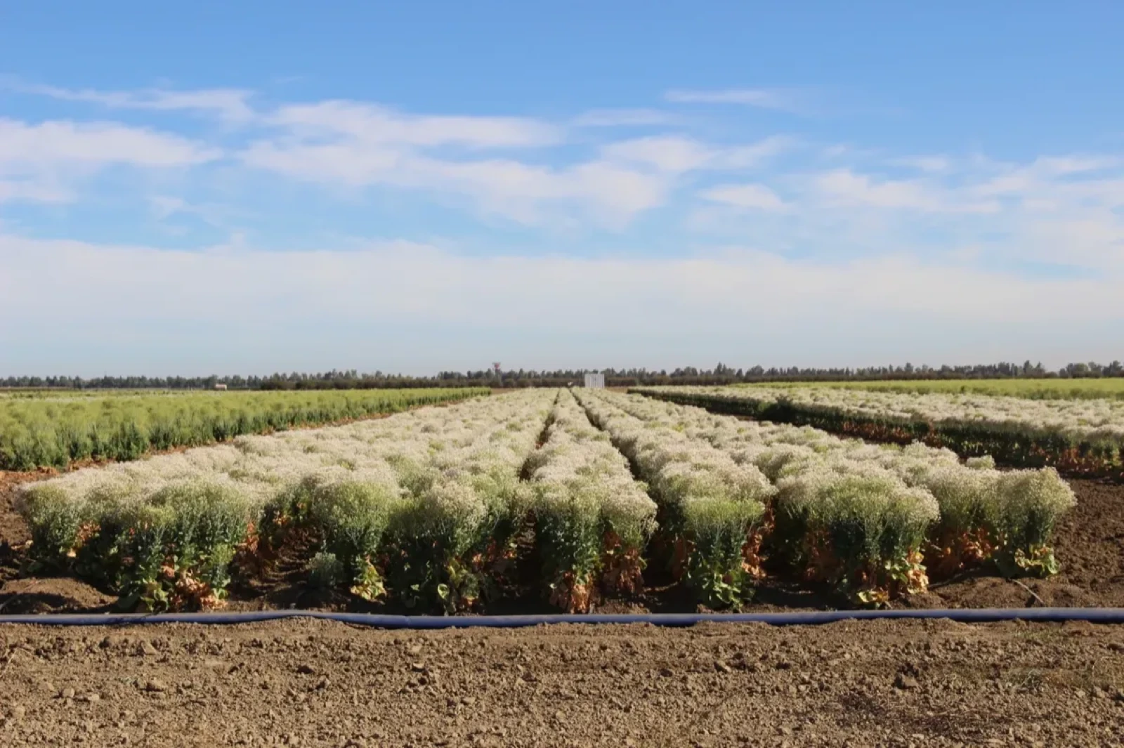 Orsetti Seeds field rows — flowering crop production, California