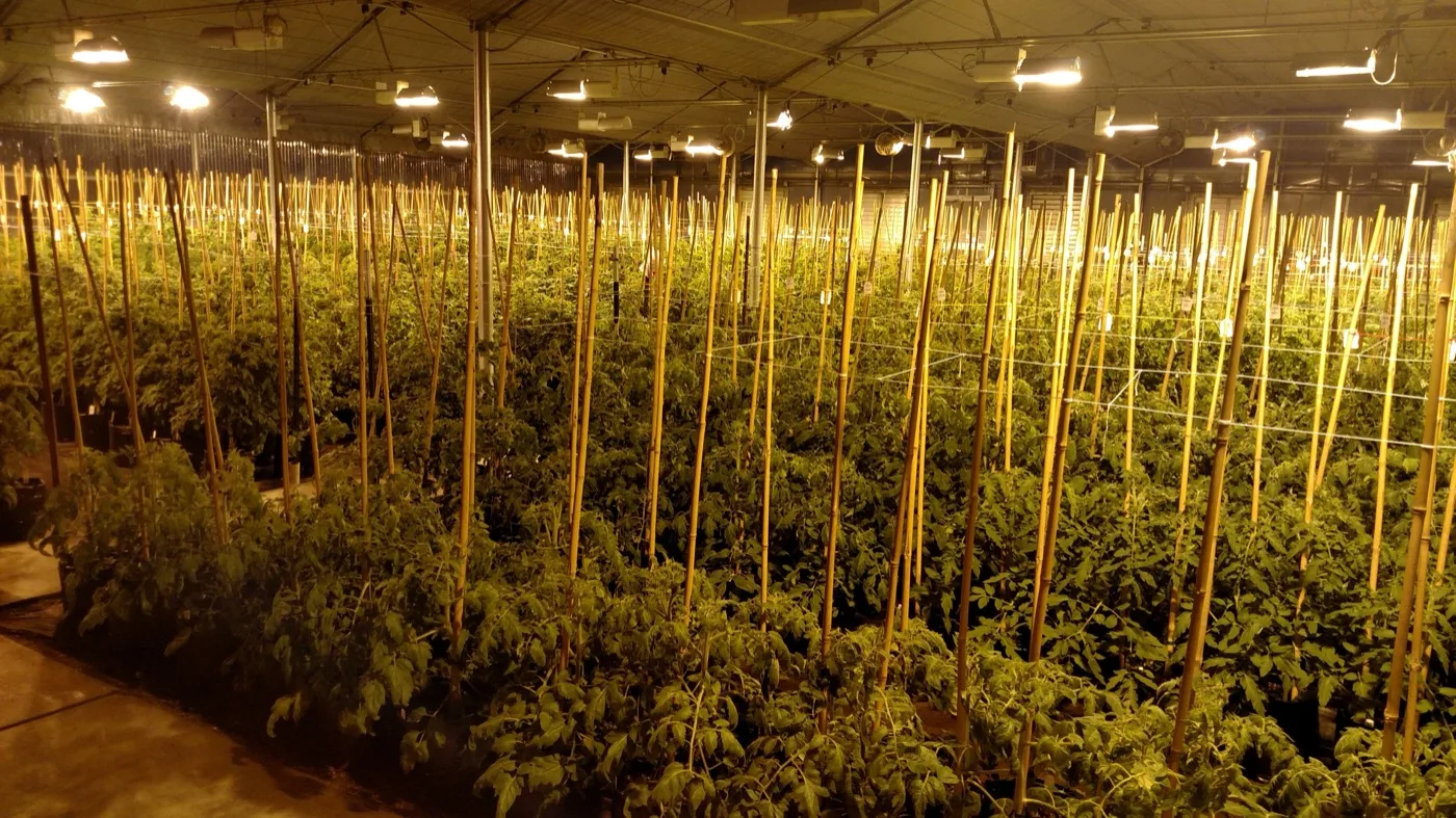Orsetti Seeds indoor research greenhouse at night — San Juan Bautista