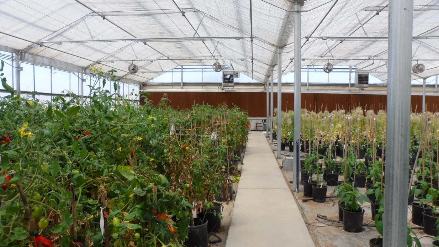 Orsetti Seeds research greenhouse interior — San Juan Bautista facility
