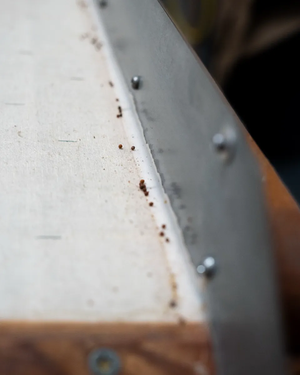 Density separation in progress — heavier and lighter seed fractions diverging at the edge of the deck