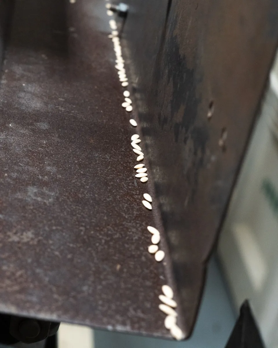 Seeds moving across the separation deck during density grading at Orsetti Seeds