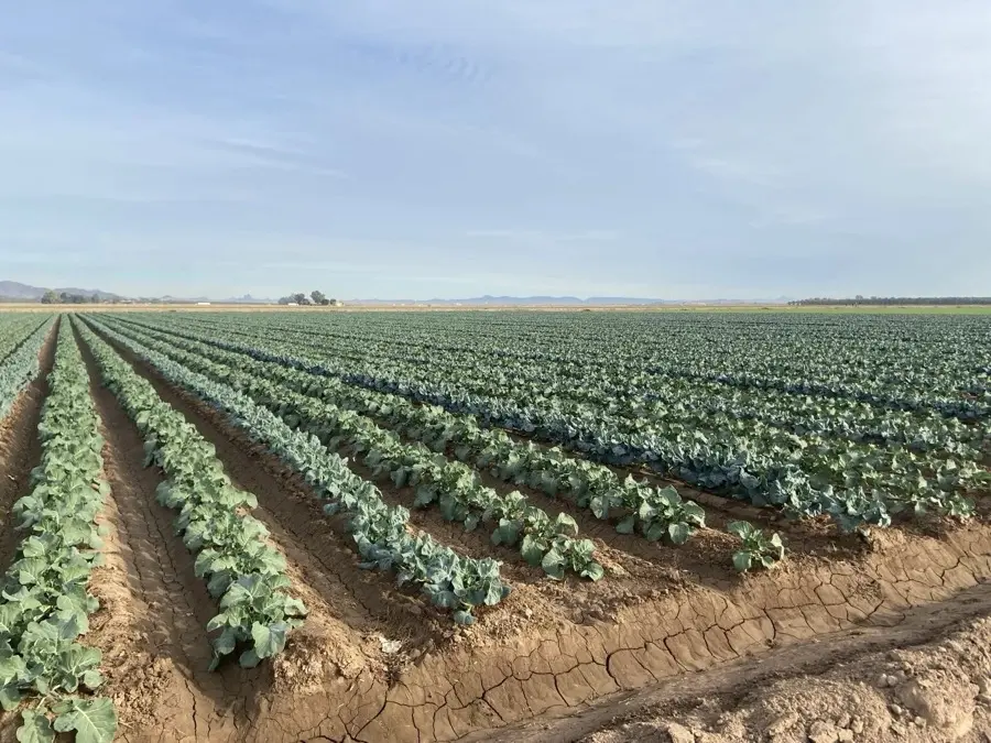 Field Establishment — Orsetti Seeds seed production