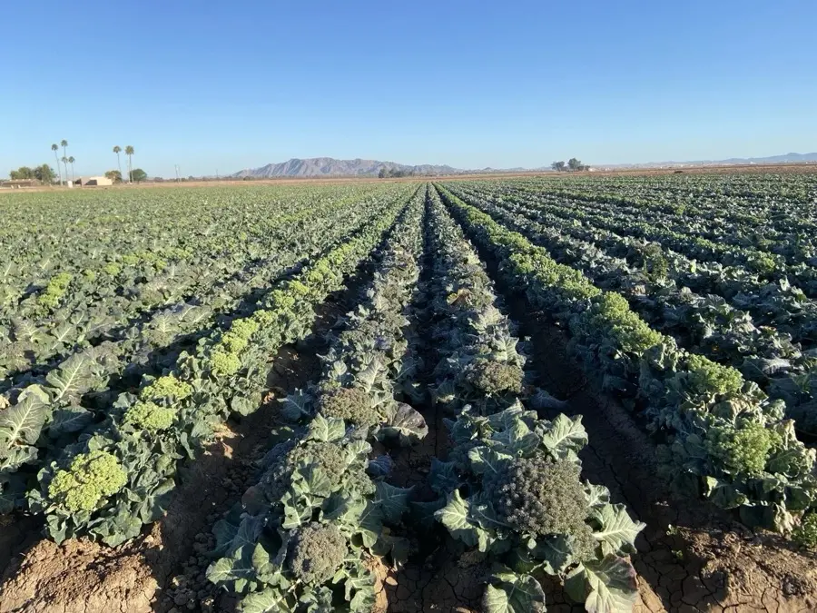 Bolting — Orsetti Seeds seed production