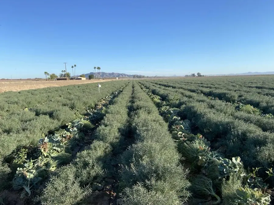 Flowering — Orsetti Seeds seed production