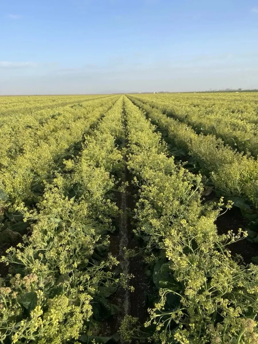 Brassica seed production field in full flower — Orsetti Seeds