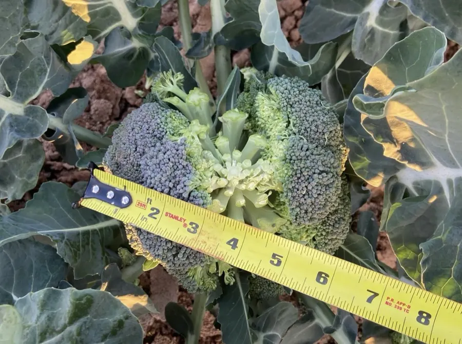BRAVADO broccoli head measured at approximately 6 inches with Stanley tape — head size at maturity