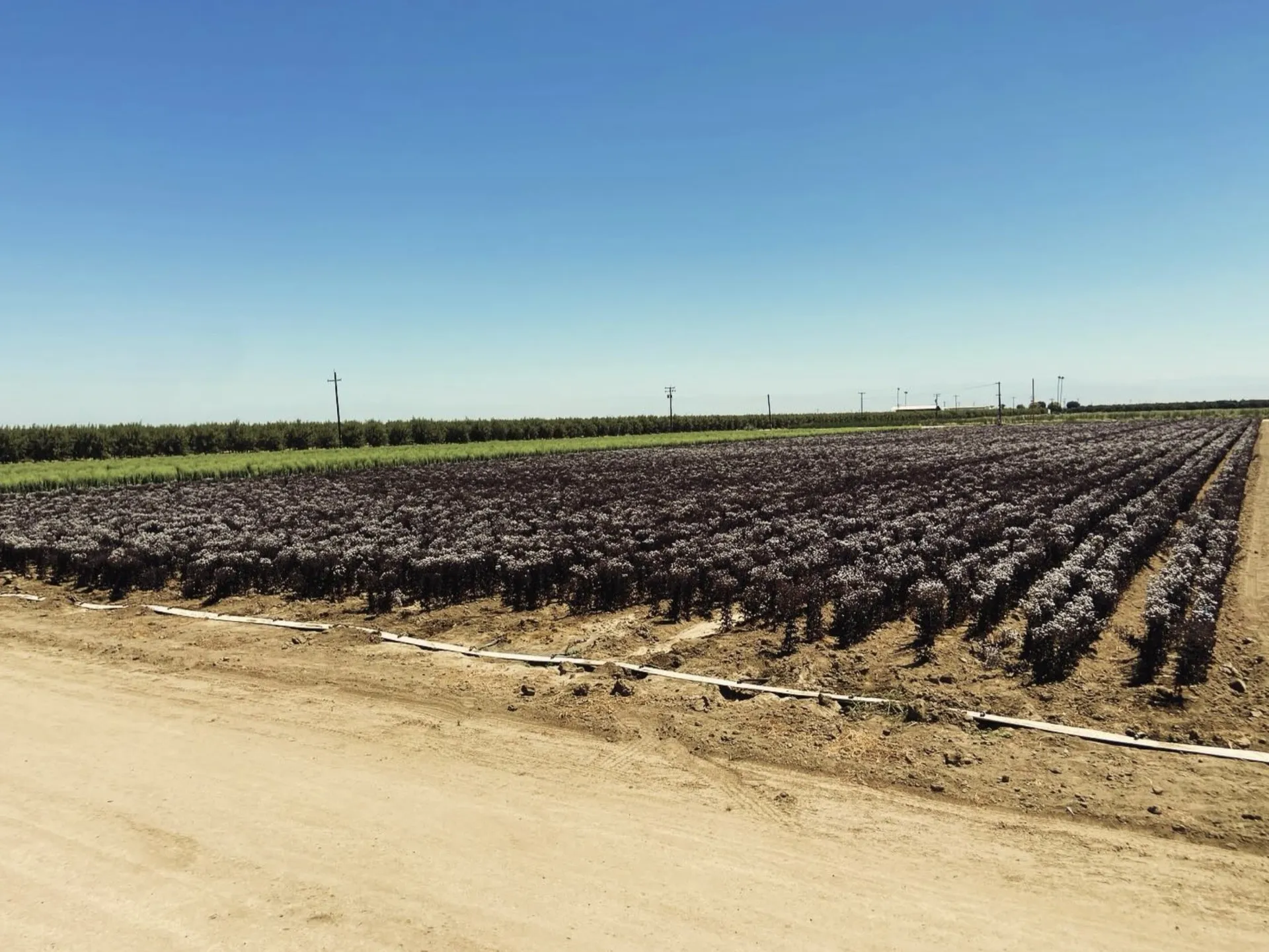 Rio Grande Red seed crop — rows approaching windrow stage