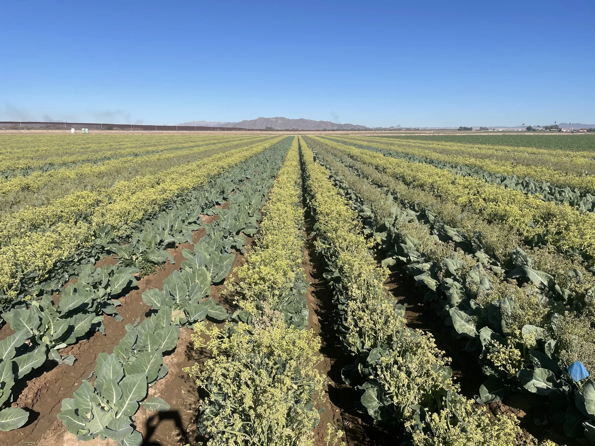 Cauliflower seed production in full flower, Arizona — Orsetti Seeds