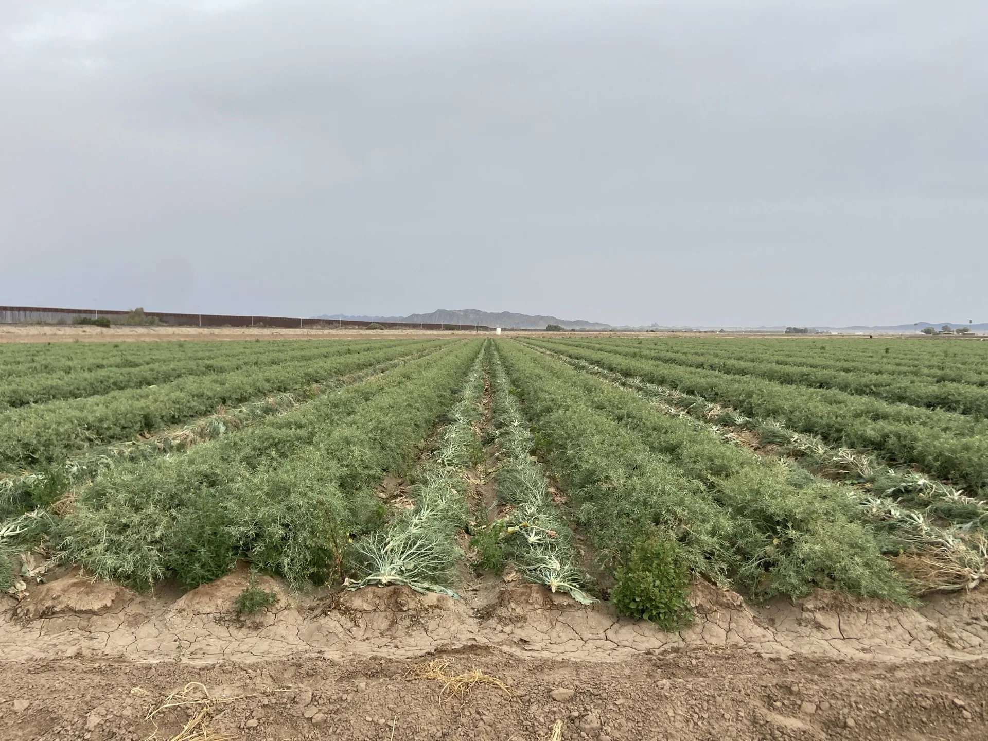 Cauliflower seed crop bolting under overcast sky — Orsetti Seeds