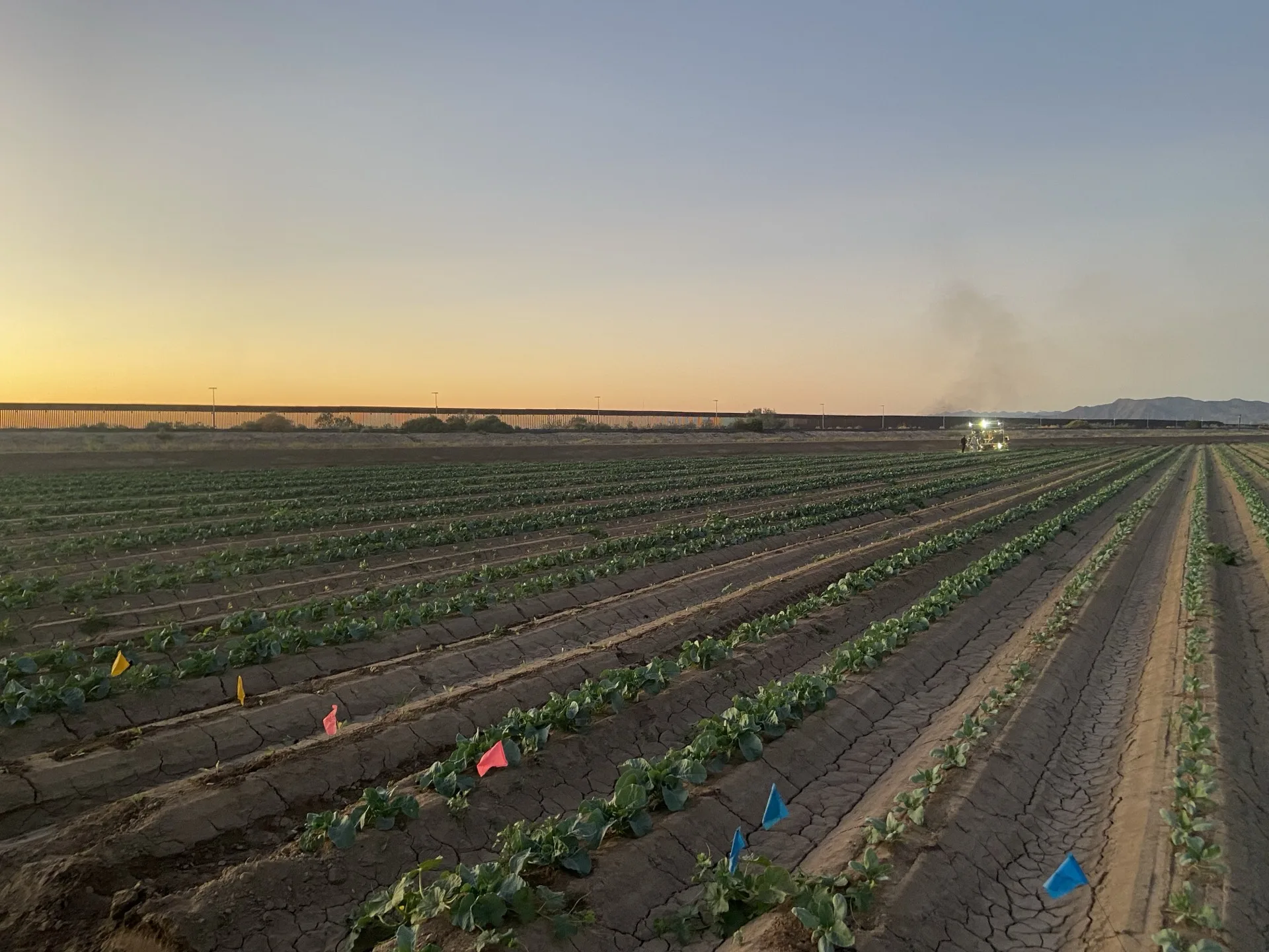 Cauliflower seed production field at sunset, Yuma, Arizona — Orsetti Seeds