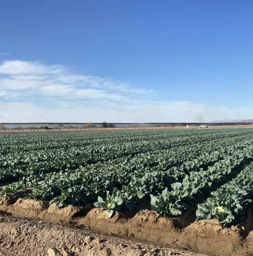 Wide view of cauliflower seed production field — Yuma, Arizona