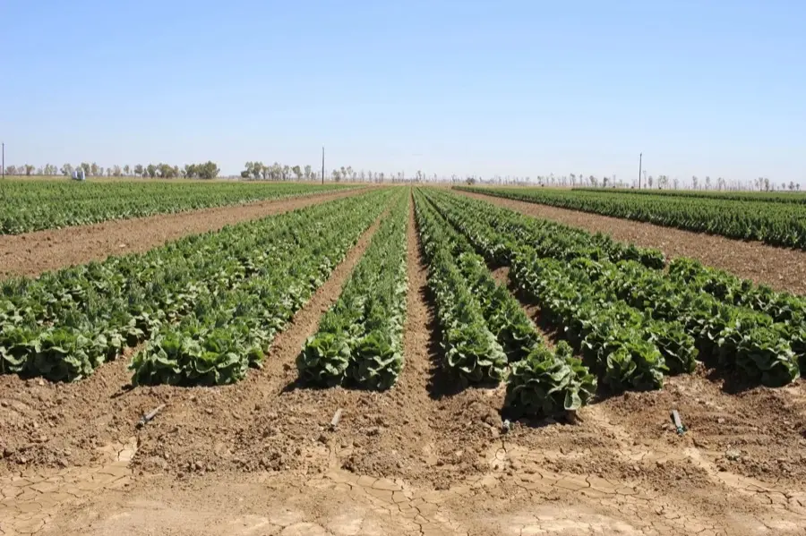Rosette Development — Orsetti Seeds lettuce seed production