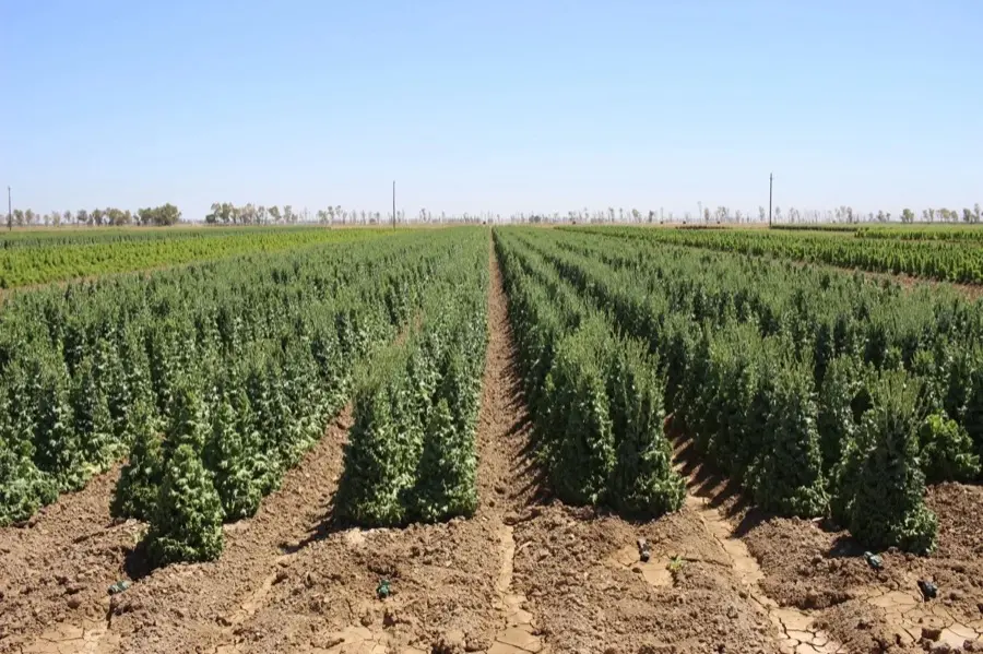 Bolt & Branch — Orsetti Seeds lettuce seed production