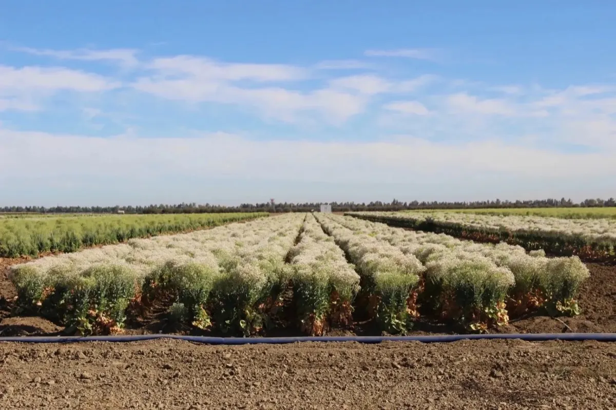 Cotton Stage — Orsetti Seeds lettuce seed production