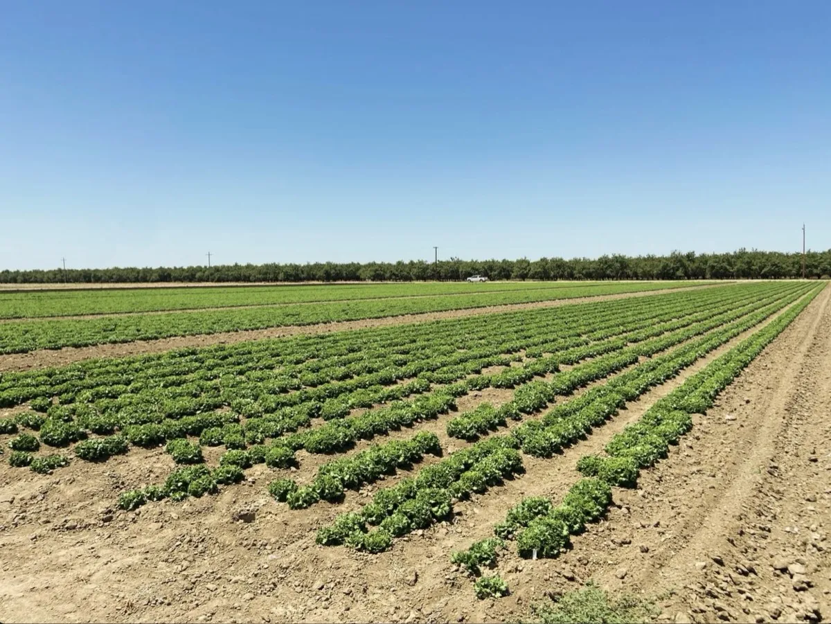 Field Establishment — Orsetti Seeds lettuce seed production