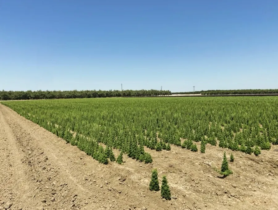 Lettuce pre-harvest — seed nearly ready for combine
