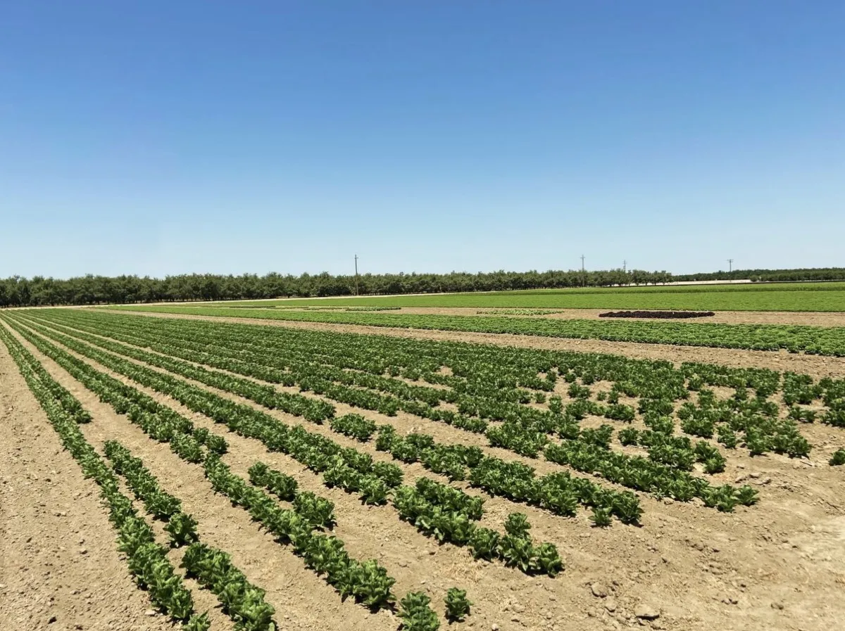 Lettuce variety rows side-by-side — production field comparison