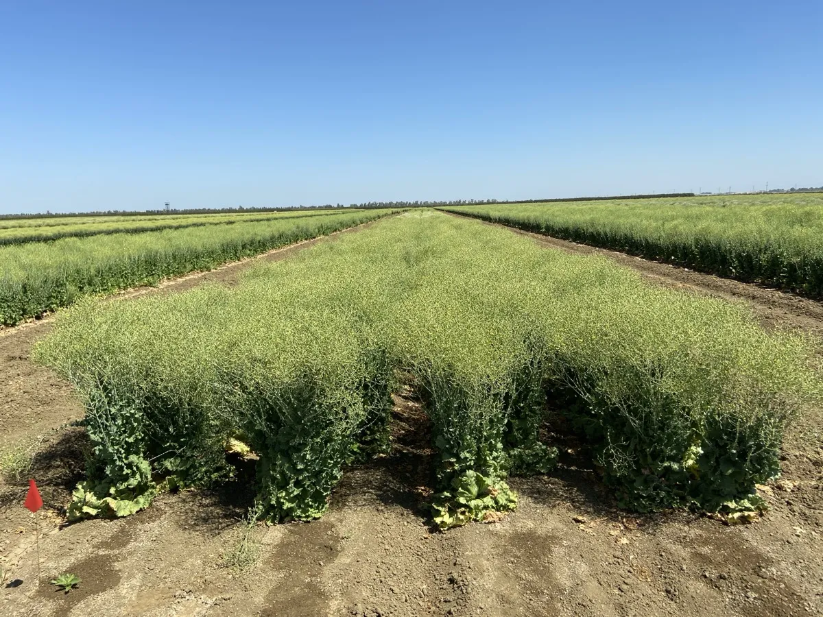 Seed Fill — Orsetti Seeds lettuce seed production
