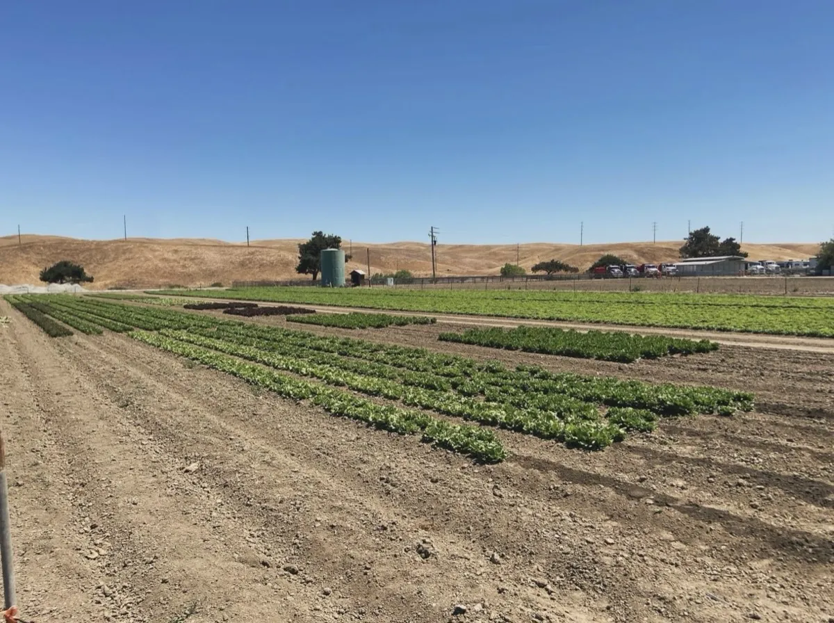 Lettuce variety trial rows — San Juan Bautista, California