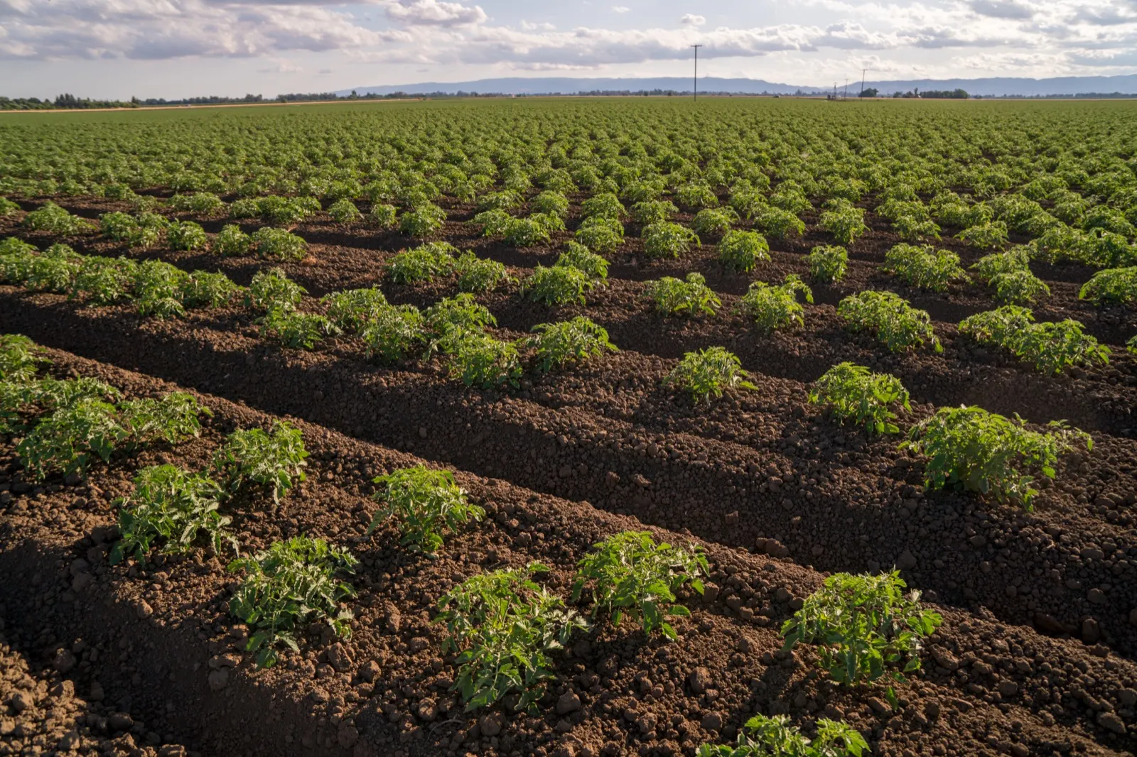 Processing tomato field — young plants in replicated trial rows, California