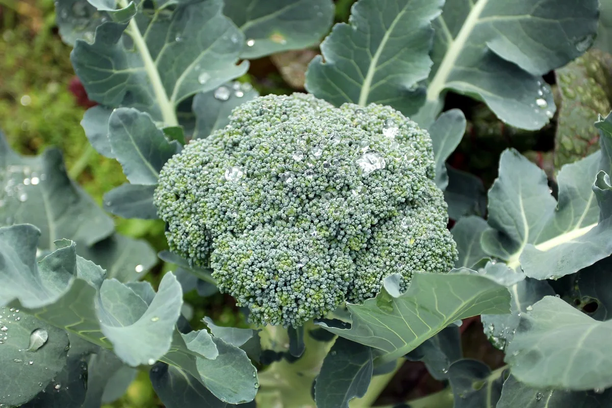 Broccoli — Orsetti Seeds