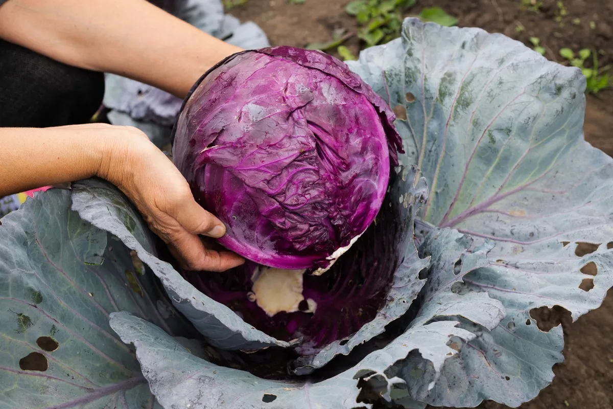 Cabbage — Orsetti Seeds