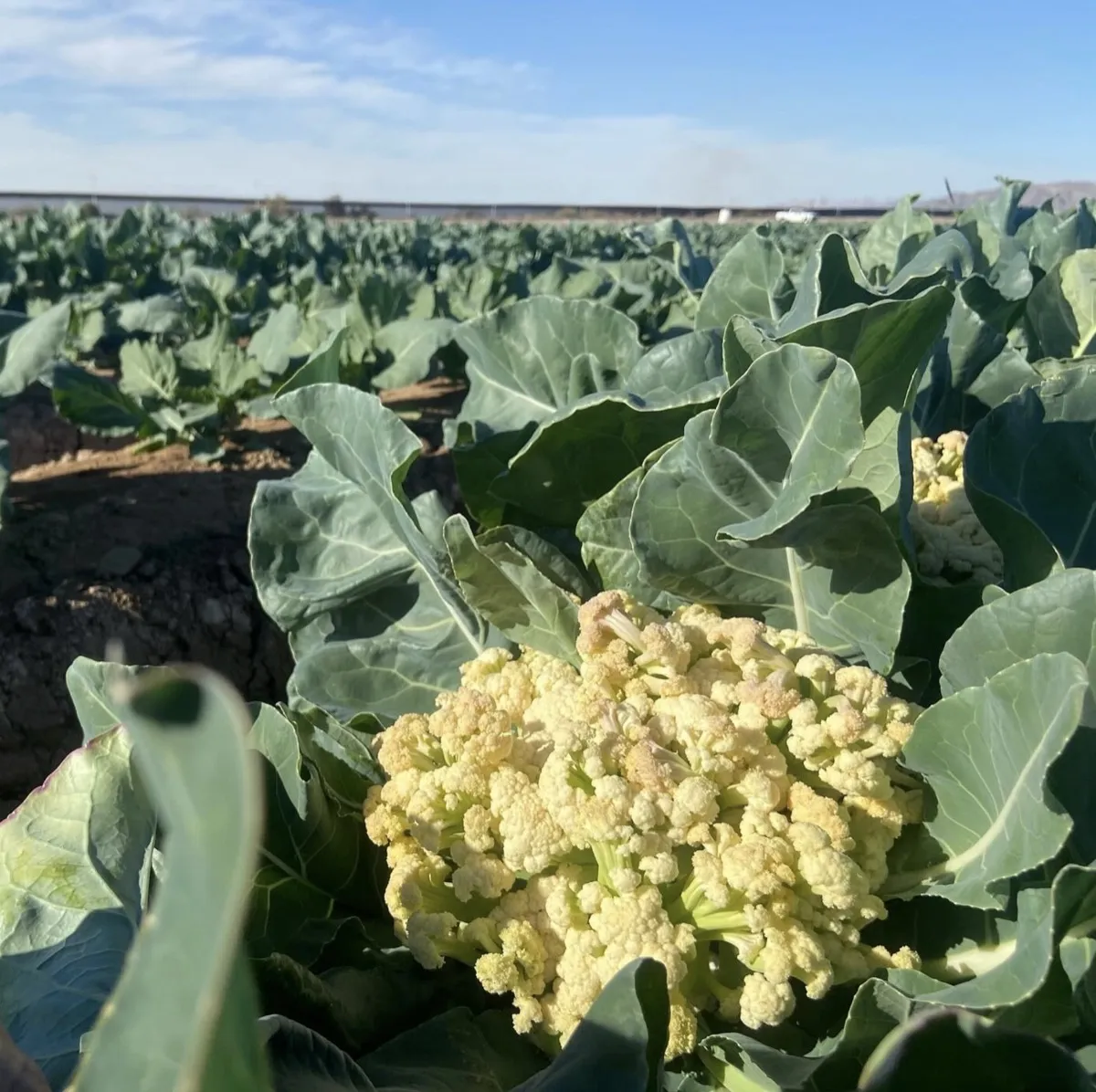 Cauliflower — Orsetti Seeds