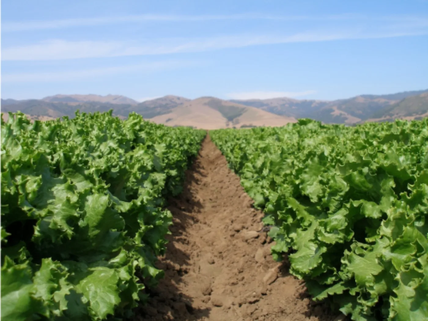 Lettuce — Orsetti Seeds