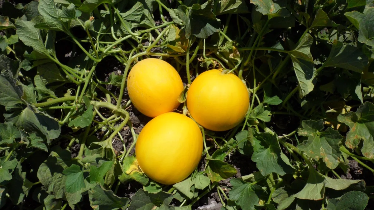 Melons — Orsetti Seeds