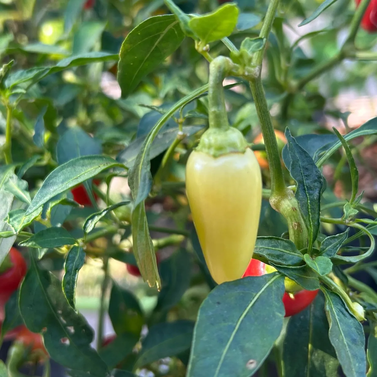 Peppers — Orsetti Seeds