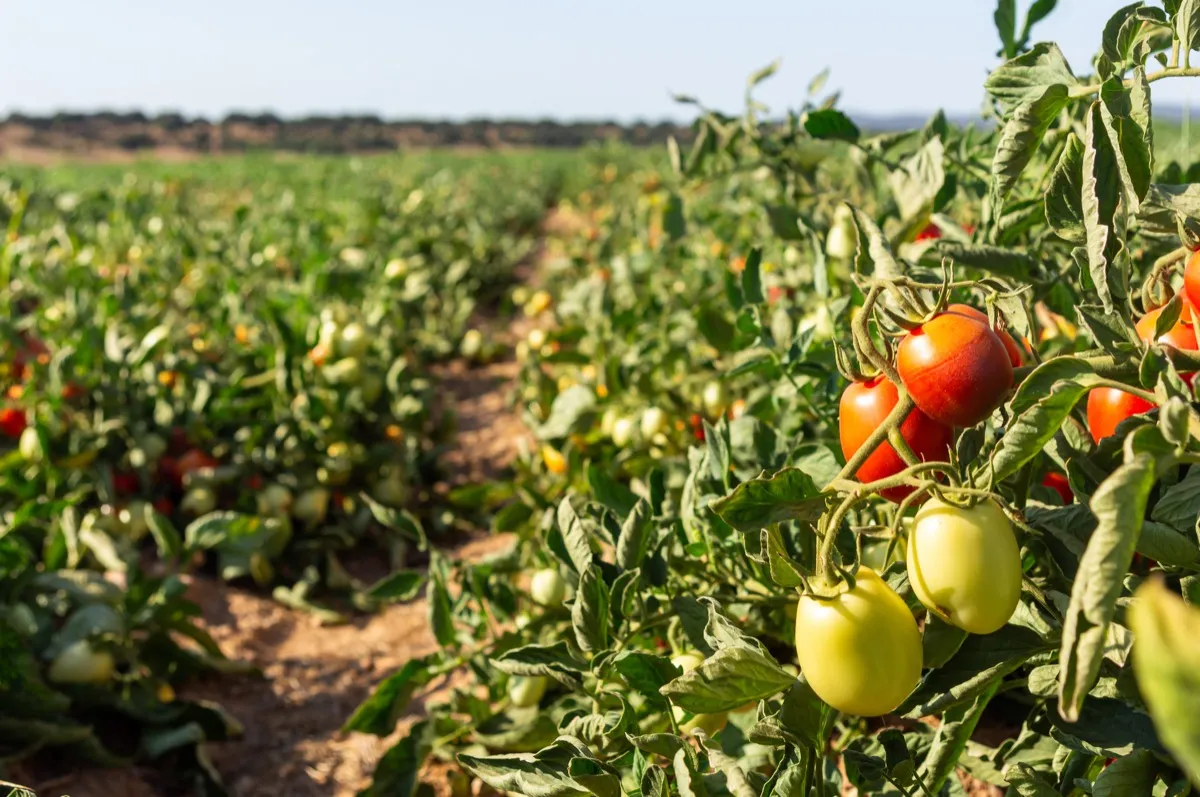 Processing Tomatoes — Orsetti Seeds