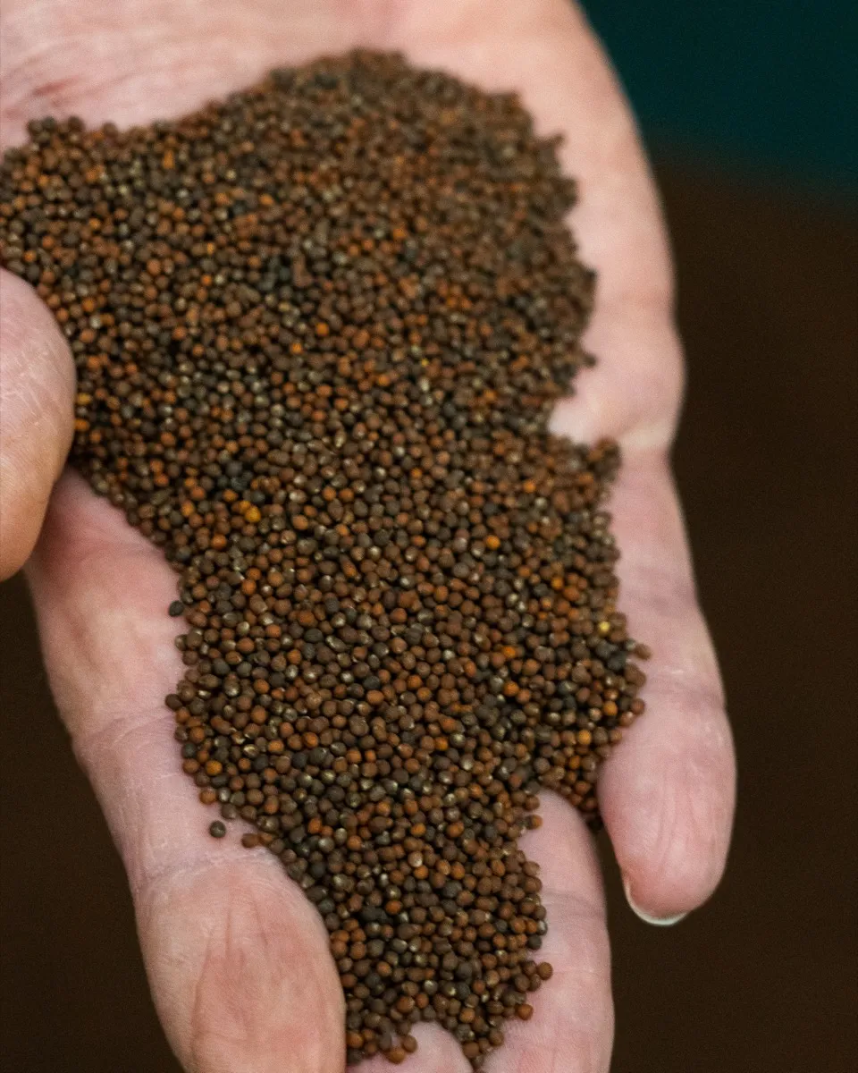 Brassica seeds held in hand — broccoli and cabbage seed development