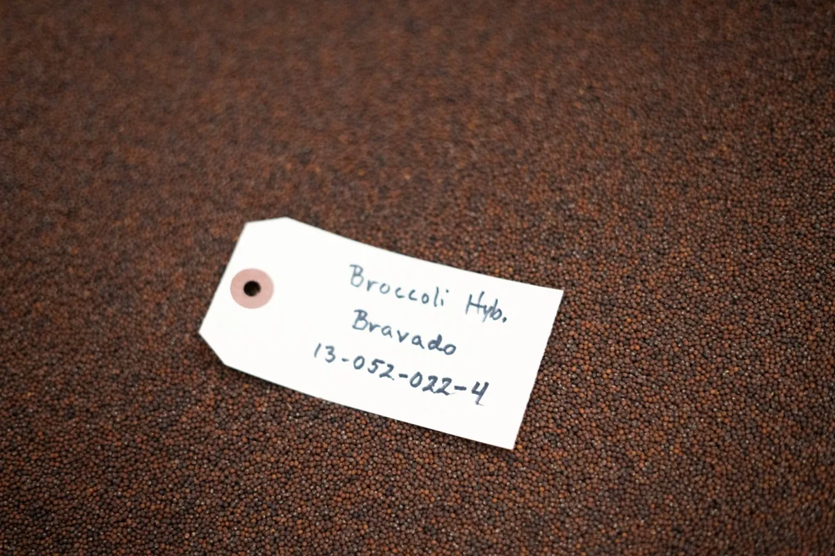 Labeled broccoli seed lot — Bravado Hybrid, lot 13-052-022-4