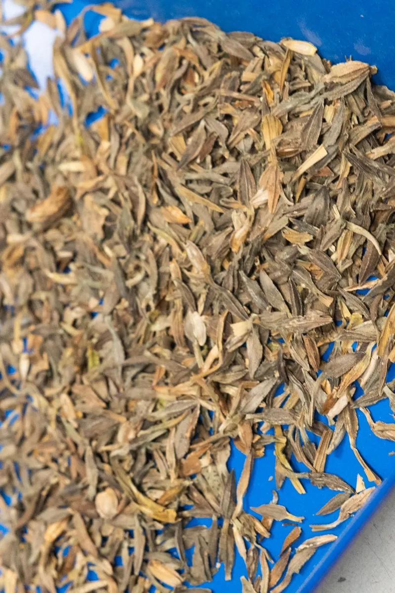 Flower seeds — small-seeded ornamental and specialty varieties