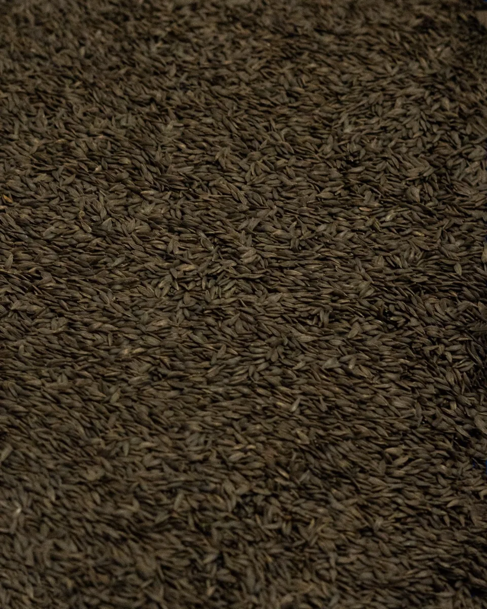 Lettuce seeds — various commercial types, macro photograph