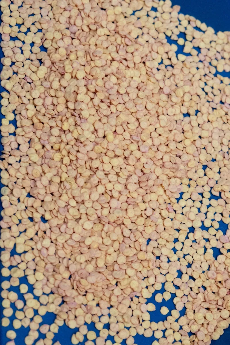 Pepper seeds — sweet and hot varieties