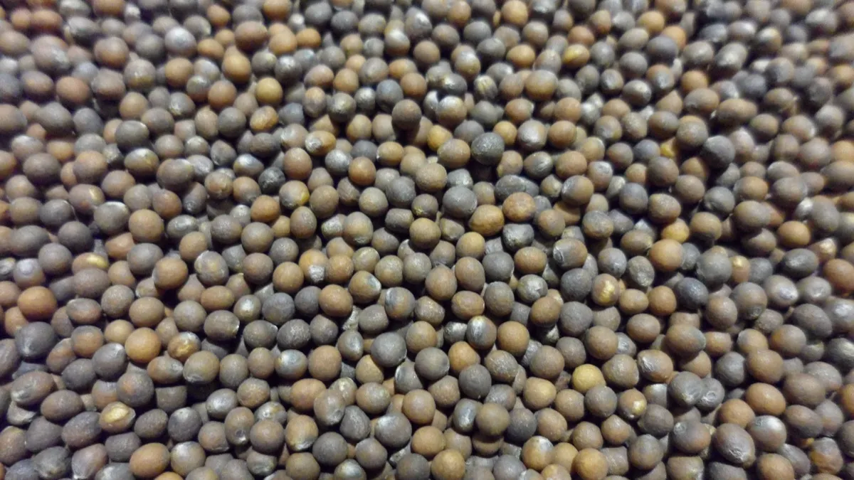 Vegetable seeds close-up — tested for germination, purity, and seed health before every shipment